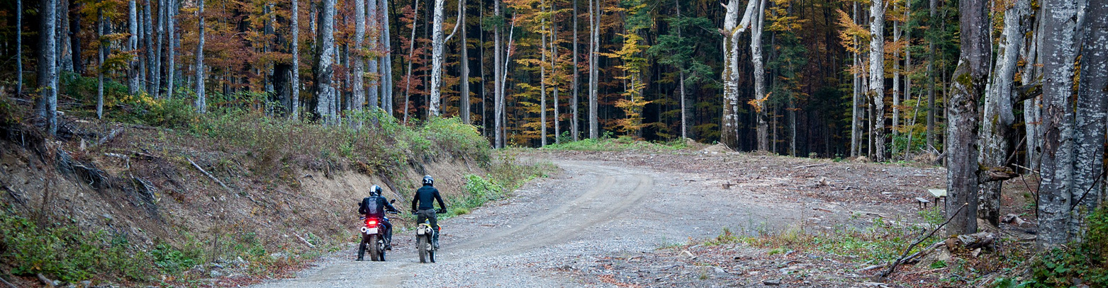 På utflykt i skogen